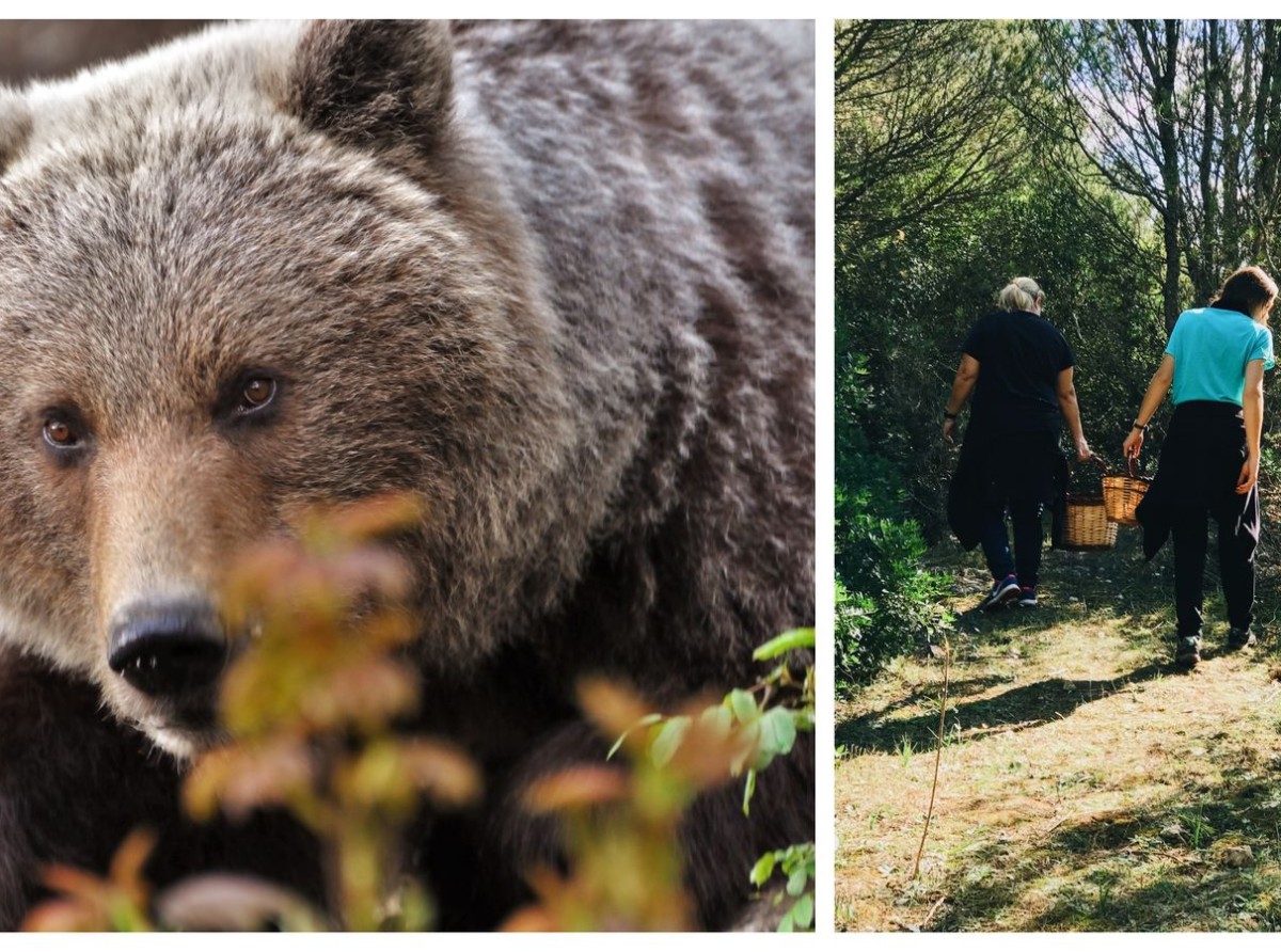 Medvede vs. odpadové kontajnery. Kde je problém?