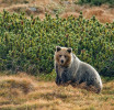 Ako sa správať v oblastiach s výskytom medveďa hnedého