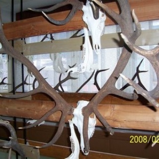 Výstava poľovníckych trofejí­ 2008