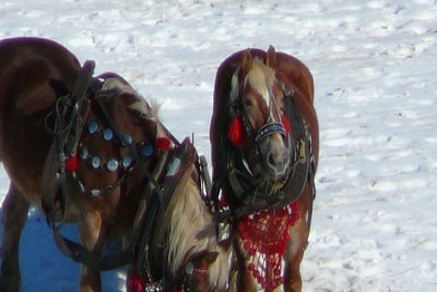 Gazdovské kone 2007