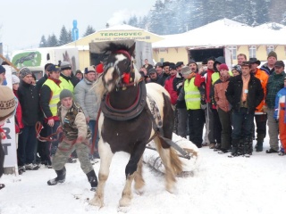Preteky gazdovských koní 2009 33
