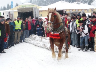 Preteky gazdovských koní 2009 26