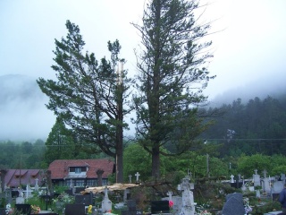 Blesk zničil stromy na cintoríne 39