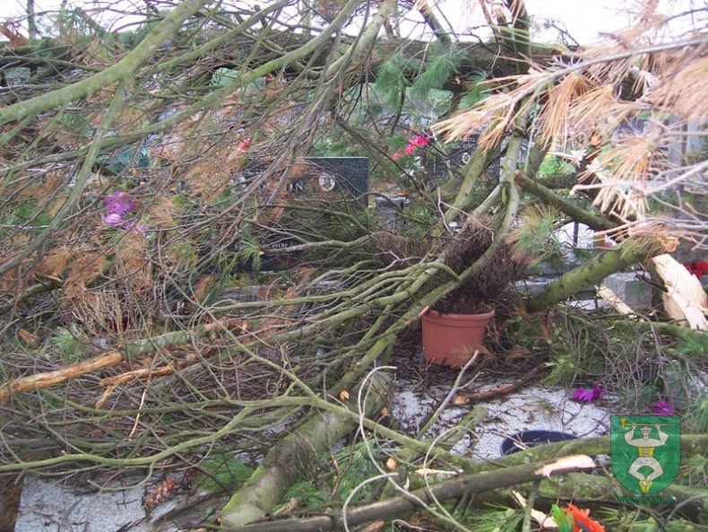 Blesk zničil stromy na cintoríne 52
