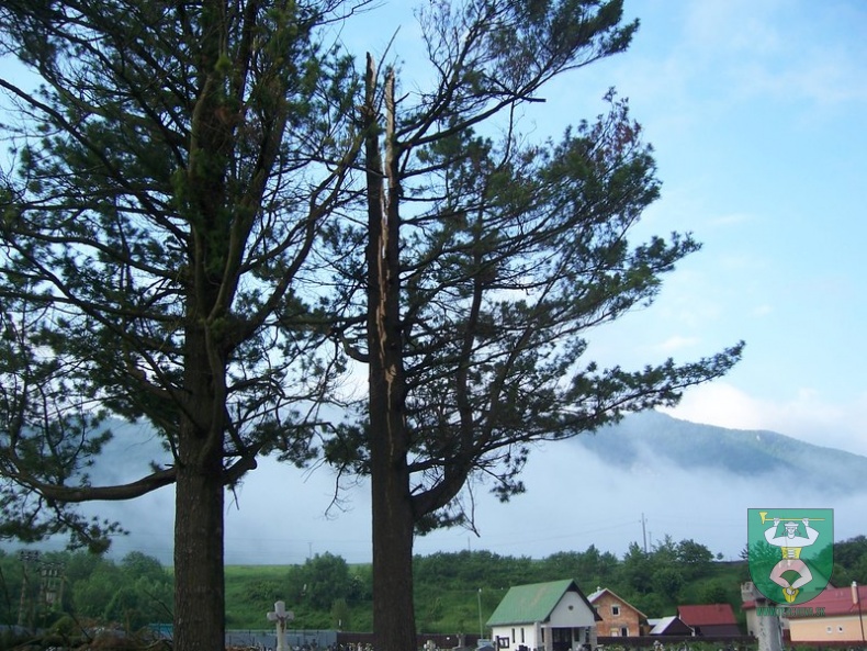 Blesk zničil stromy na cintoríne 23