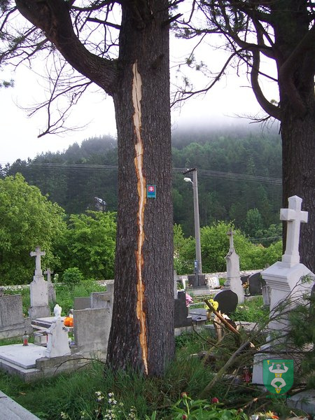 Blesk zničil stromy na cintoríne 51