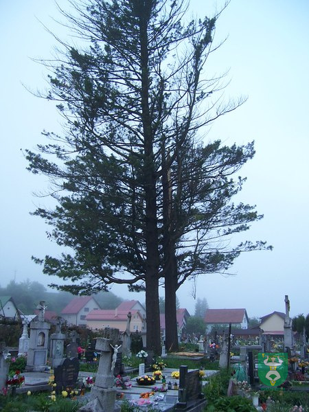 Blesk zničil stromy na cintoríne 36