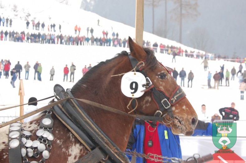 Gazdovské kone 21
