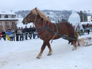 Preteky gazdovských koní-173