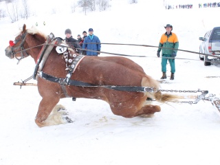 Preteky gazdovských koní-28