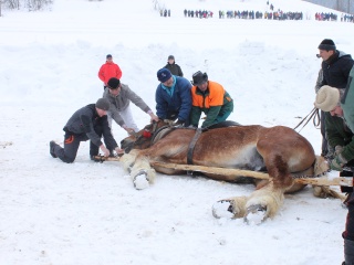 Preteky gazdovských koní-29