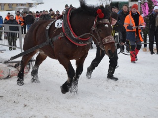 Preteky gazdovských koní 2013-41