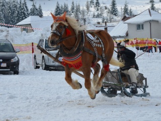 Preteky gazdovských koní 2013-6
