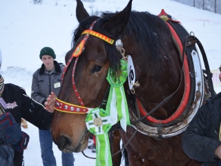 Preteky gazdovských koní 2013-44