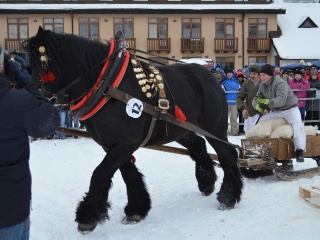 Preteky gazdovských koní 2013-14