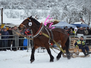Preteky gazdovských koní 2013-16