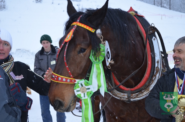 Preteky gazdovských koní 2013-44