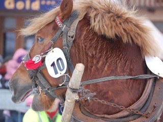 Preteky gazdovských koní 2013-31