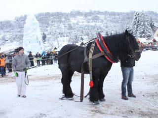 Preteky gazdovských koní 2013-76