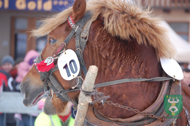 Preteky gazdovských koní 2013-31