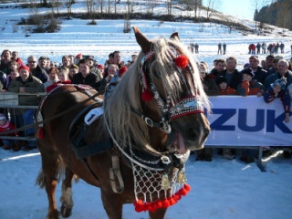Gazdovské kone 29