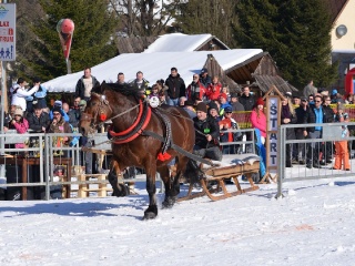 Preteky gazdovských koní 2015-66