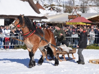 Preteky gazdovských koní 2015-74