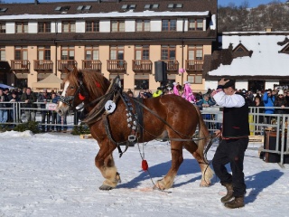 Preteky gazdovských koní 2015-80