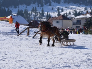 Preteky gazdovských koní 2015-36