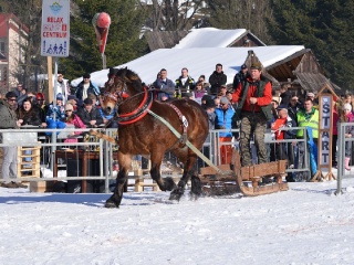 Preteky gazdovských koní 2015-70