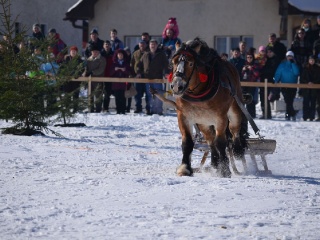 Preteky gazdovských koní 2015-35
