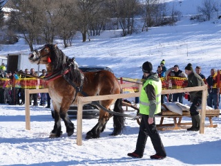 Preteky gazdovských koní 2015-76