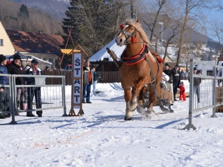 Preteky gazdovských koní 2015-37