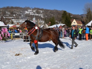 Preteky gazdovských koní 2015-106