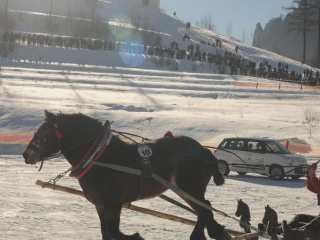 Preteky gazdovských koní 2015-31