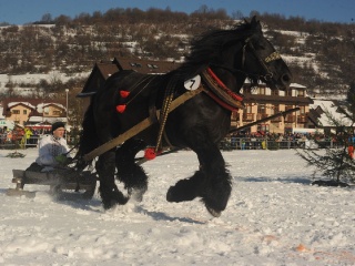Preteky gazdovských koní 2015-27