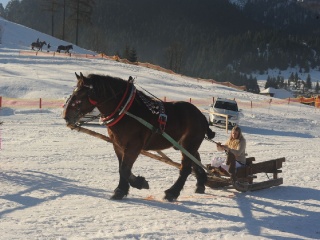 Preteky gazdovských koní 2015-6