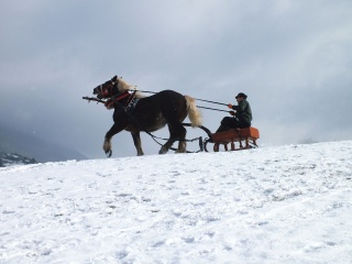 Gazdovské kone 2017-4