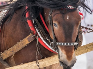 Preteky gazdovských koní 2018-24