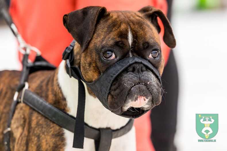 Preteky gazdovských koní 2018-21