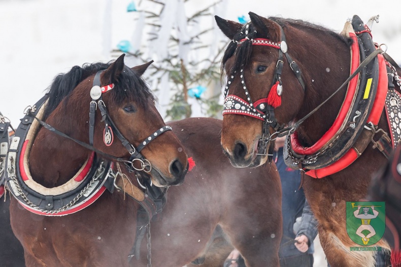 Preteky gazdovských koní 2018