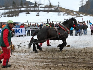 Preteky gazdovských koní 2019-353