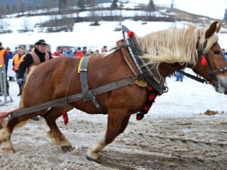 Preteky gazdovských koní 2019-356