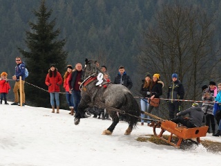 Preteky gazdovských koní 2019-449