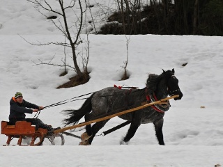 Preteky gazdovských koní 2019-453