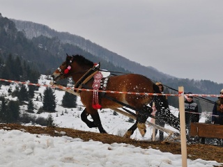 Preteky gazdovských koní 2019-477