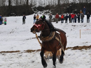 Preteky gazdovských koní 2019-469