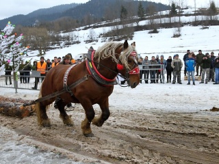 Preteky gazdovských koní 2019-349