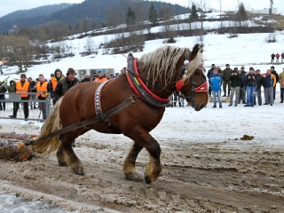 Preteky gazdovských koní 2019-350