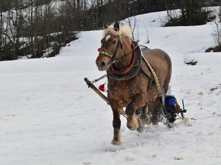 Preteky gazdovských koní 2019-466